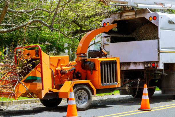 Tree Service Company in Halifax, VA